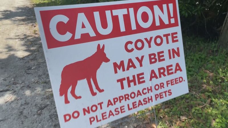 Avoid Feeding Coyotes In Any Way