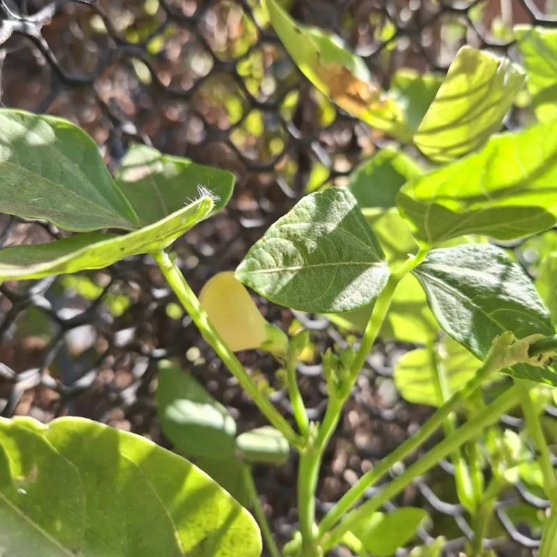 Avoid Harvesting From Wet Plants