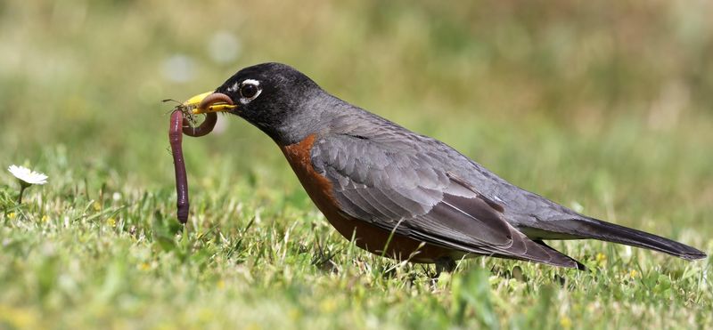 Avoid Lawn Pesticides That Reduce Their Natural Food Supply
