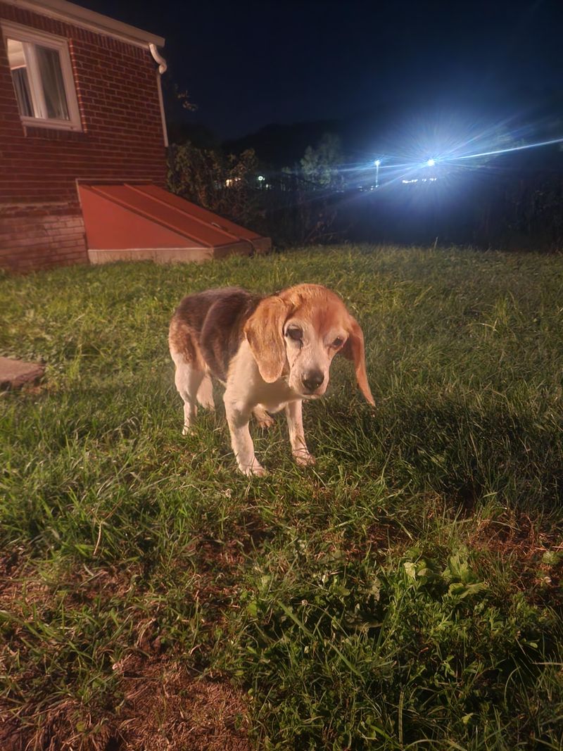 Avoid Leaving Pets Outside From Dusk Until Dawn