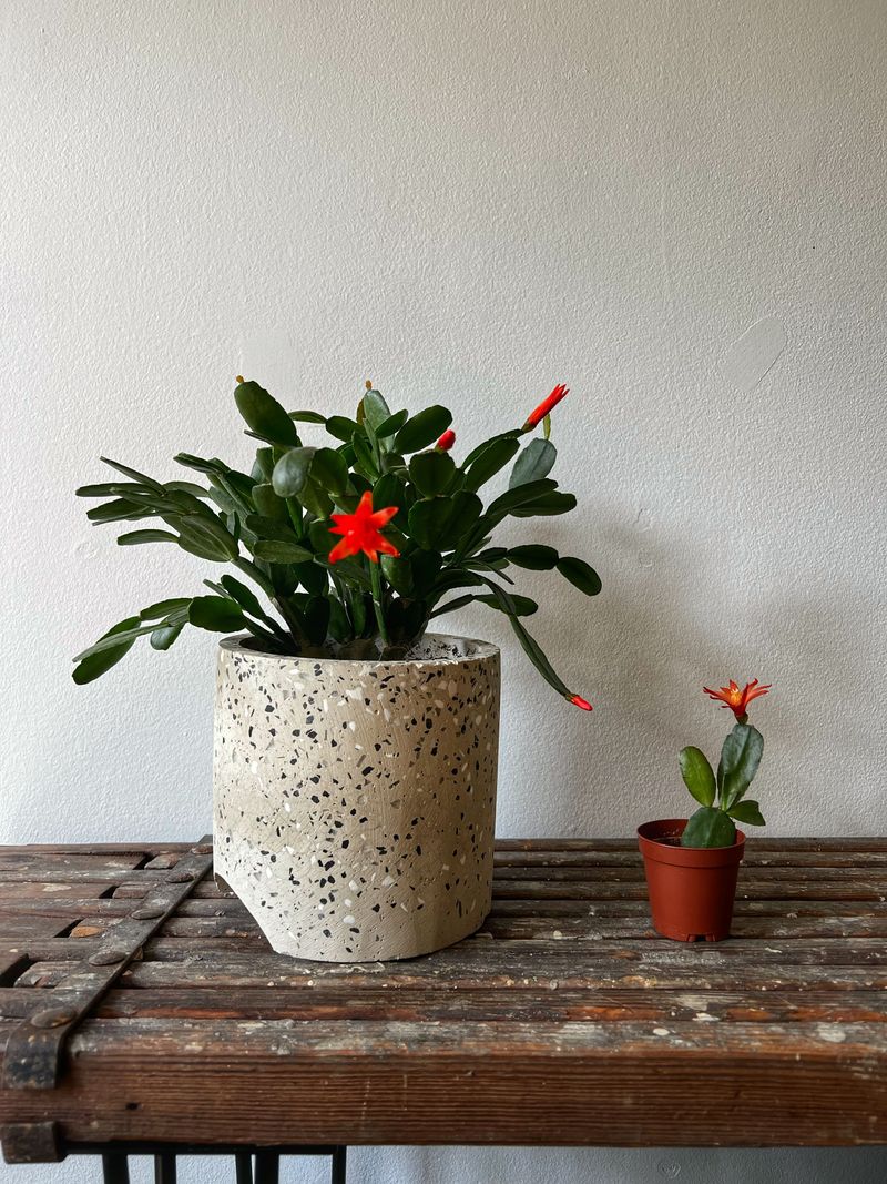 Avoid Moving The Pot Once Buds Form