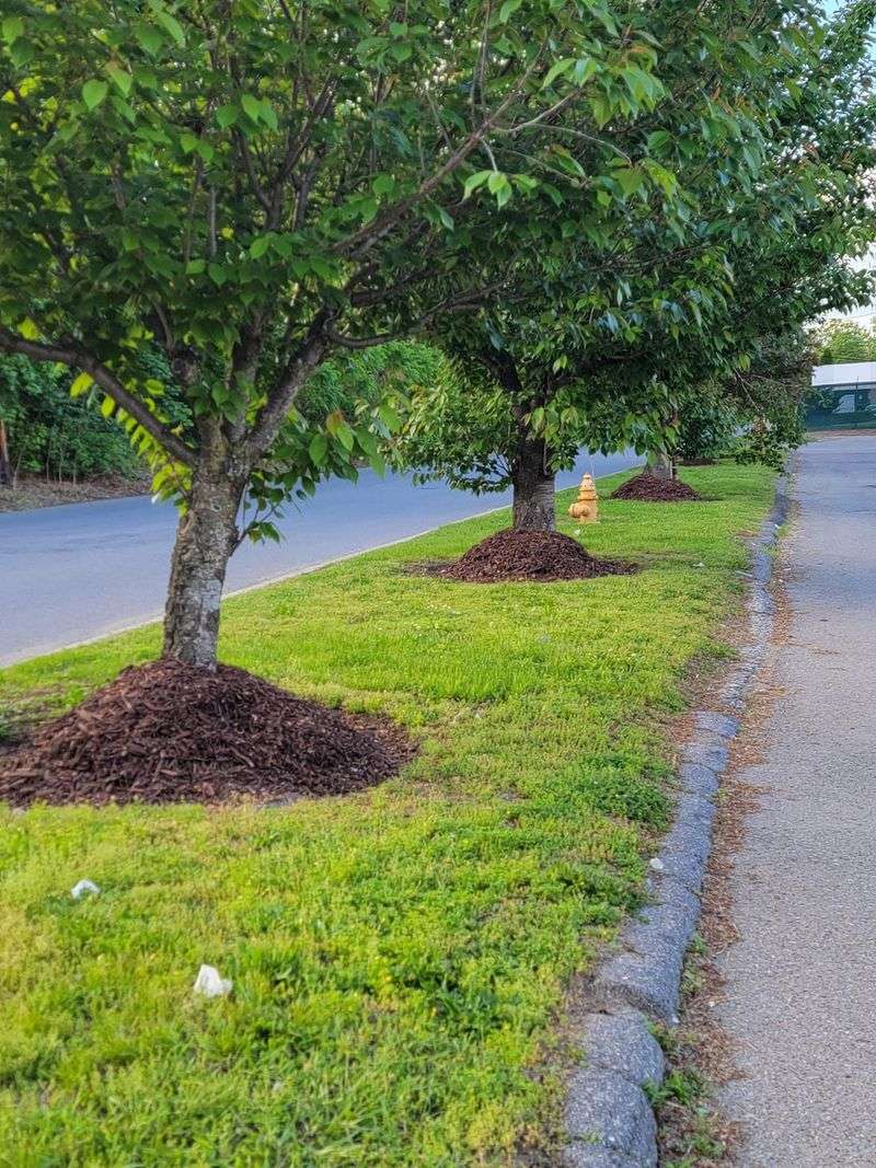 Avoid Mulch Volcanoes Around Trees Avoid Mulch Volcanoes Around Trees