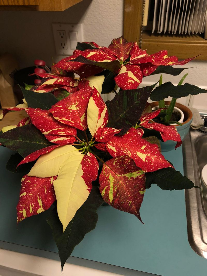 Avoid Plants Left In Sleeves Or Cold Spots Avoid Plants Left In Sleeves Or Cold Spots
