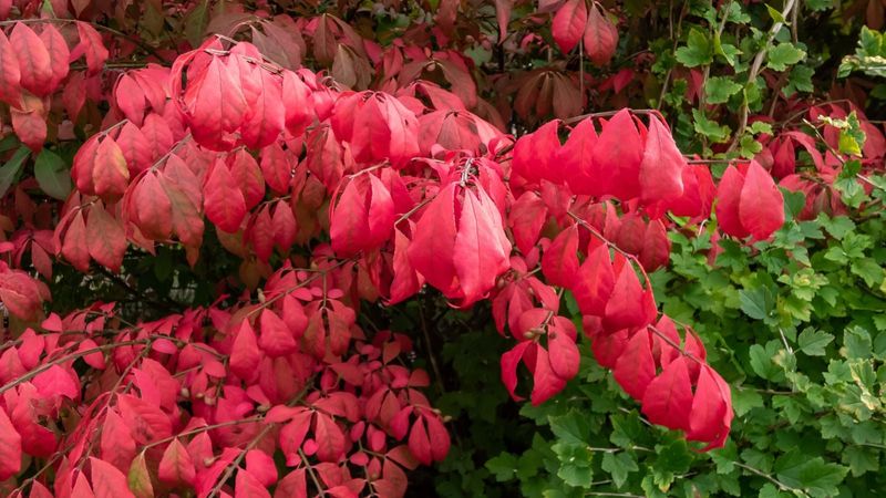 Avoid Pretty Spreaders That Turn Invasive Avoid Pretty Spreaders That Turn Invasive
