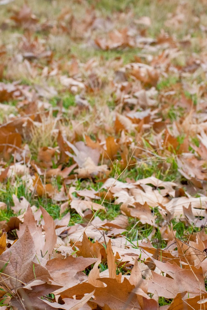 Avoid Smothering Your Lawn With Thick Piles