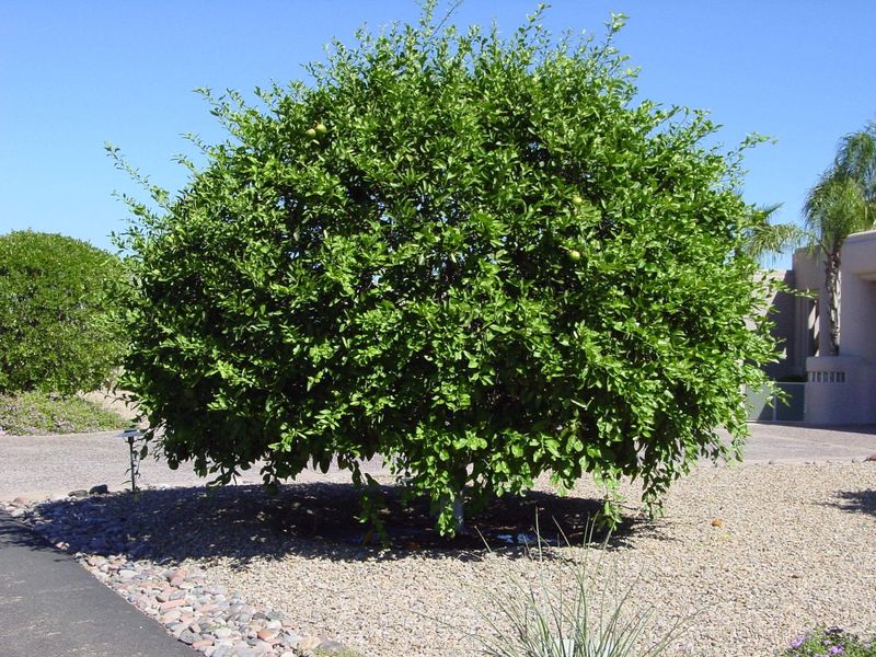 Avoid added mulch beyond natural leaf litter