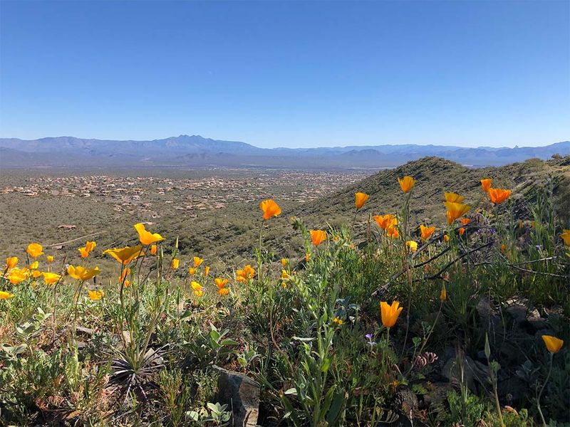 Avoid blanket treatments and guaranteed bloom claims