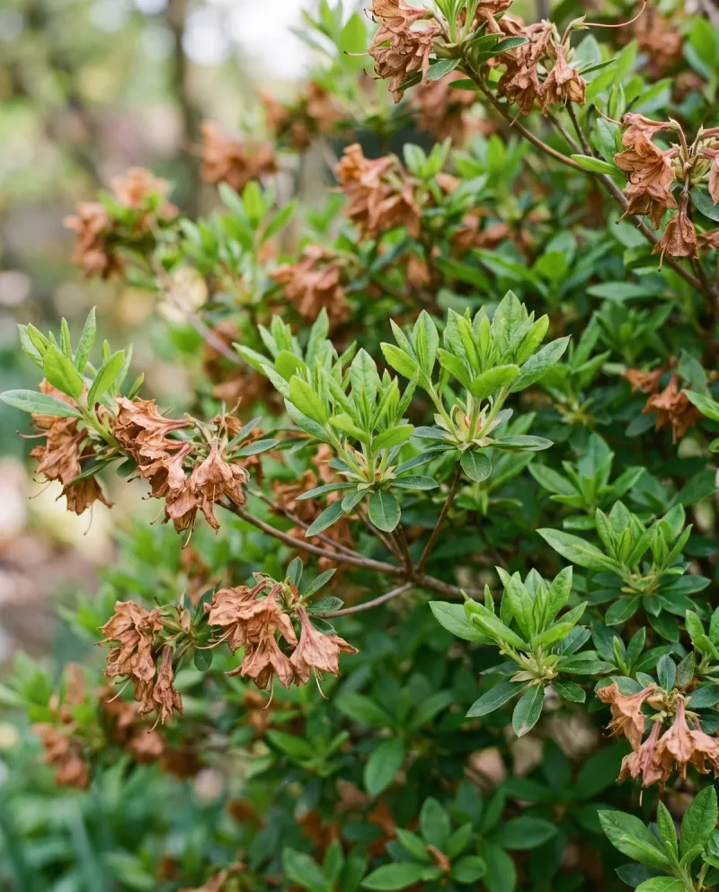 Azaleas Already Hold Next Spring's Flower Buds