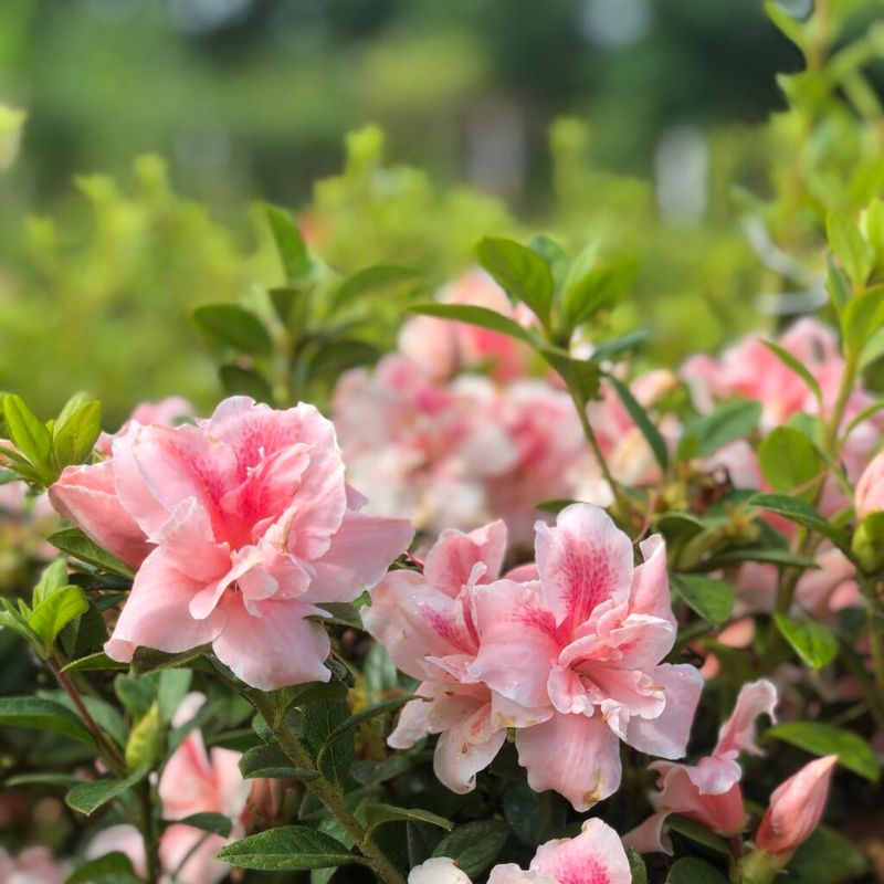 Azaleas And Blueberries Prefer More Acidic Growing Conditions