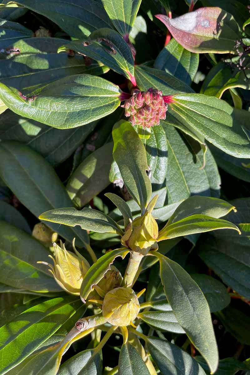 Azaleas And Rhododendrons Already Carrying Buds Azaleas And Rhododendrons Already Carrying Buds