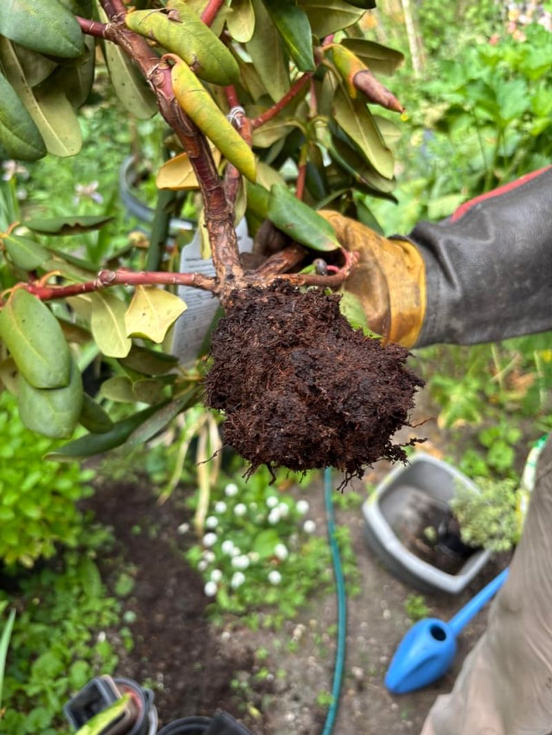 Azaleas And Rhododendrons Have Shallow Roots Azaleas And Rhododendrons Have Shallow Roots