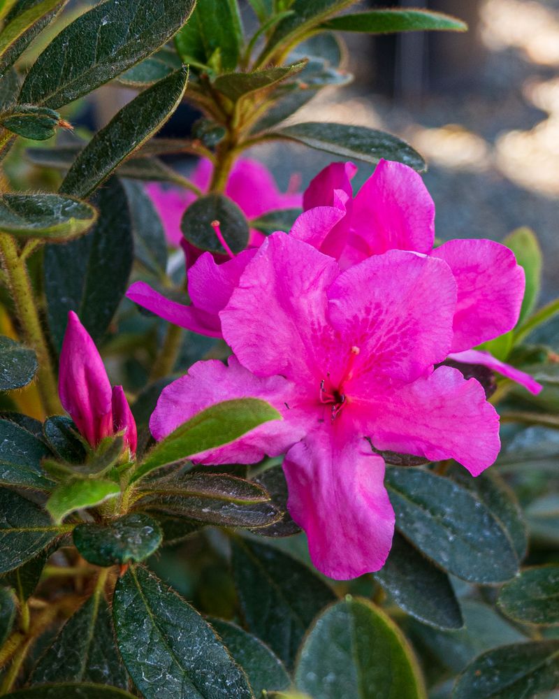 Azaleas Are Already Planning Their Spring Show