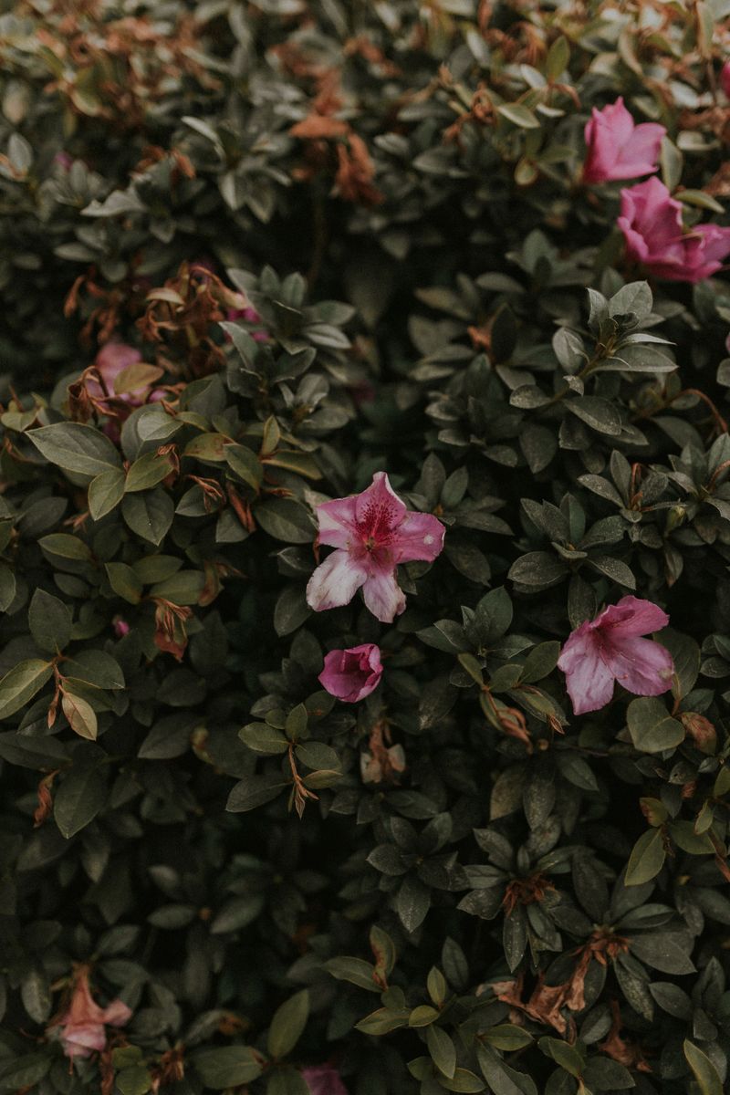 Azaleas Have Shallow Roots That Dry Out Fast Azaleas Have Shallow Roots That Dry Out Fast
