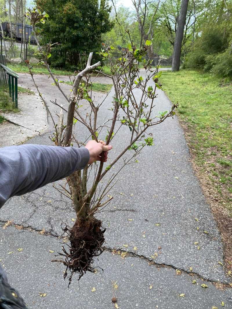 Azaleas Thanks To Their Shallow, Compact Roots Azaleas Thanks To Their Shallow, Compact Roots