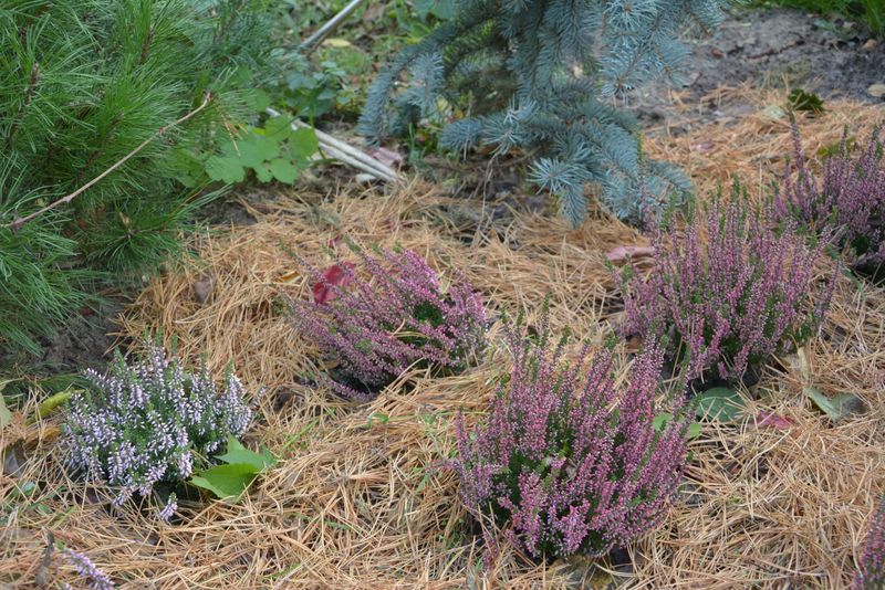 Azaleas and Blueberries Feel Right at Home Under Pine Needles Azaleas and Blueberries Feel Right at Home Under Pine Needles