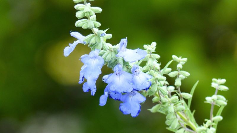 Azure Blue Sage Brings Blue To Dry Spots Azure Blue Sage Brings Blue To Dry Spots
