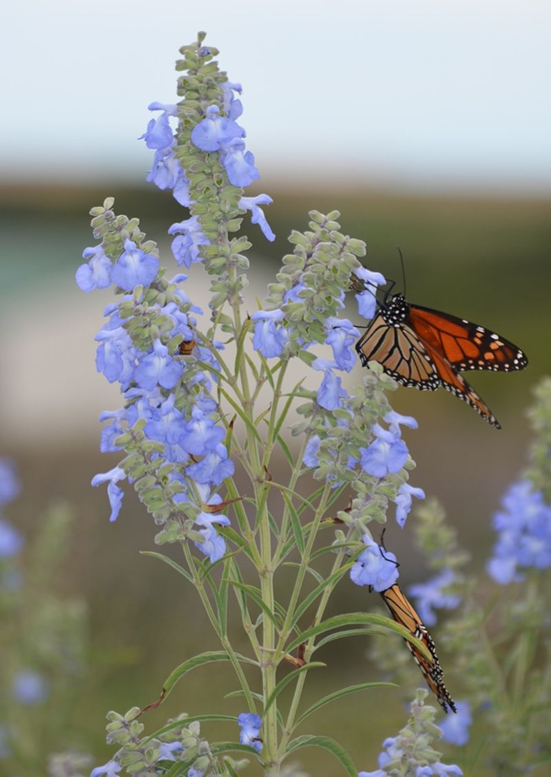 Azure Blue Sage Thrives In Dry Soil Azure Blue Sage Thrives In Dry Soil