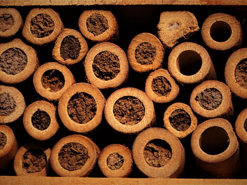 Baby Bees Sleeping Inside Hollow Stalks