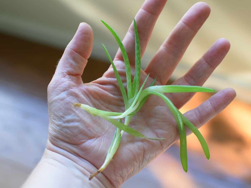 Baby Pups Make Free New Plants Baby Pups Make Free New Plants