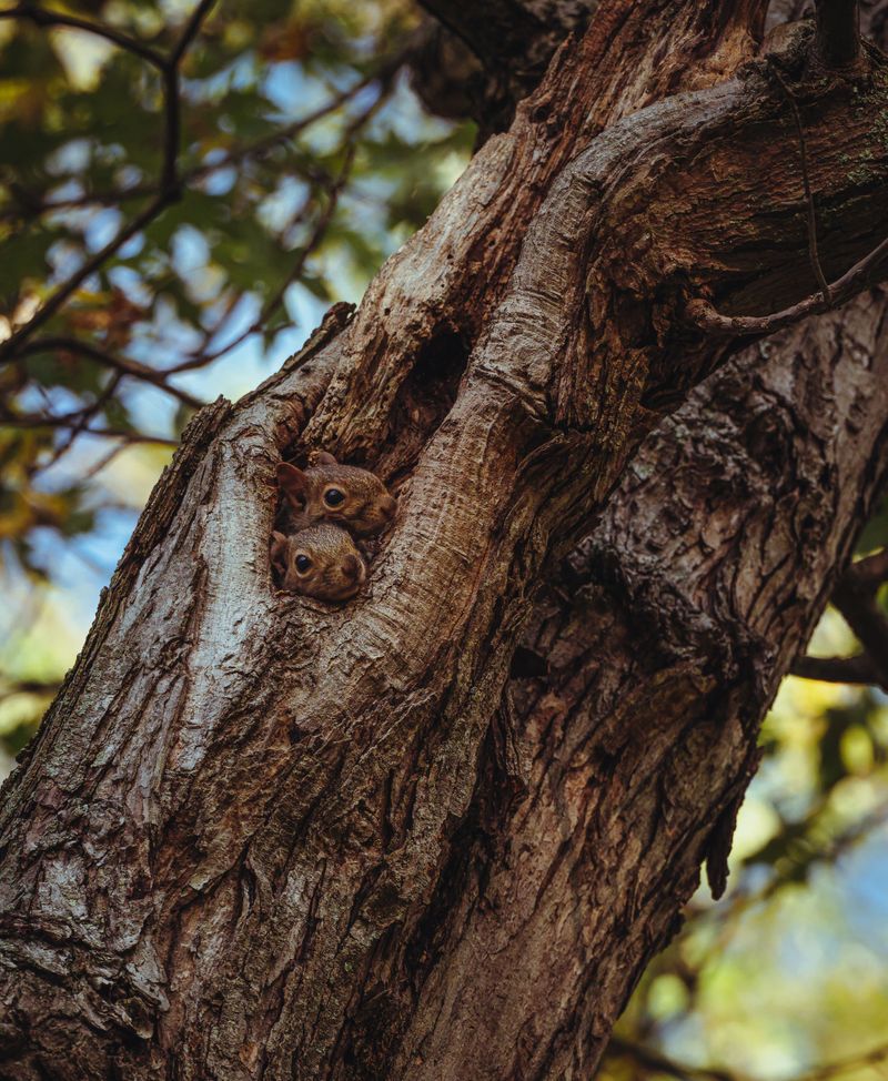 Baby Squirrels Could Be Tucked In That Nest Right Now Baby Squirrels Could Be Tucked In That Nest Right Now