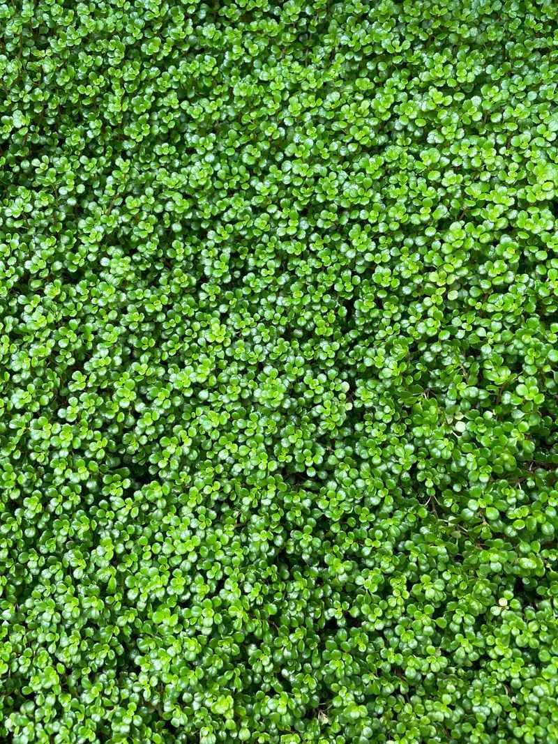 Baby Tears Forming Soft Green Carpets Baby Tears Forming Soft Green Carpets