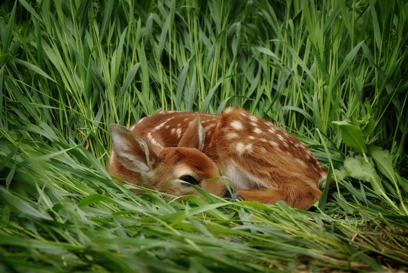 Baby Wildlife You Shouldn't Bring Inside Baby Wildlife You Shouldn't Bring Inside