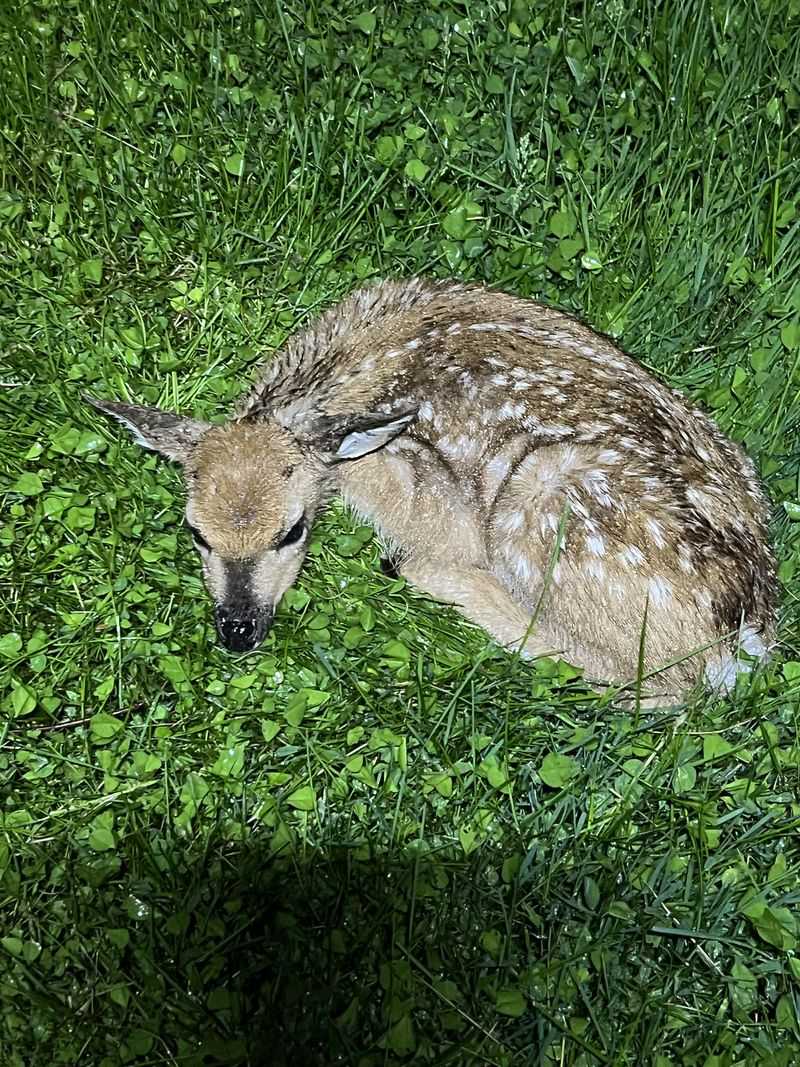 Baby Wildlife You Shouldn't Bring Inside