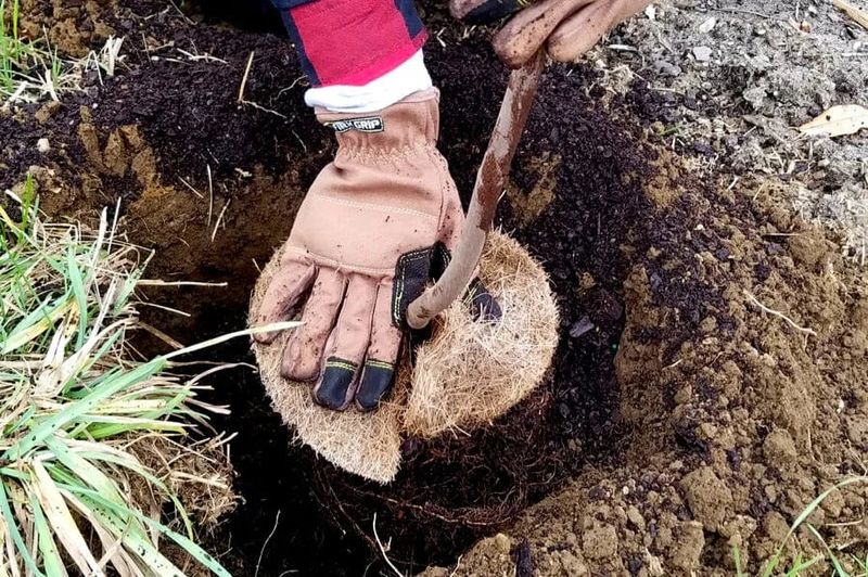 Backfill With Native Soil Instead Of Potting Mix