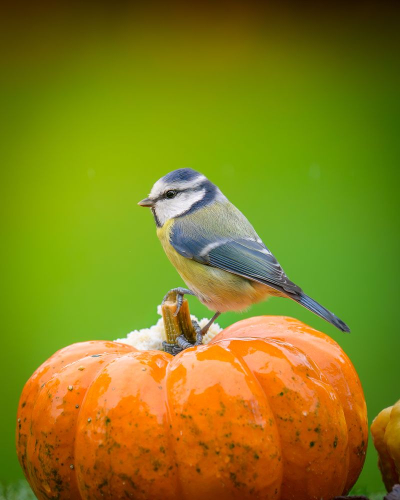Backyard Birds Will Happily Snack On Plain Pumpkin Seeds