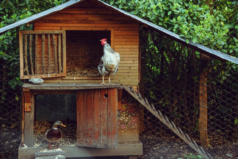 Backyard Chicken Coops Backyard Chicken Coops