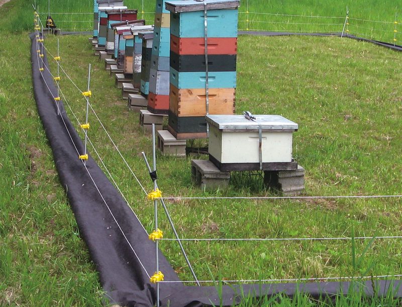 Backyard Chickens And Beehives Pull Them Closer
