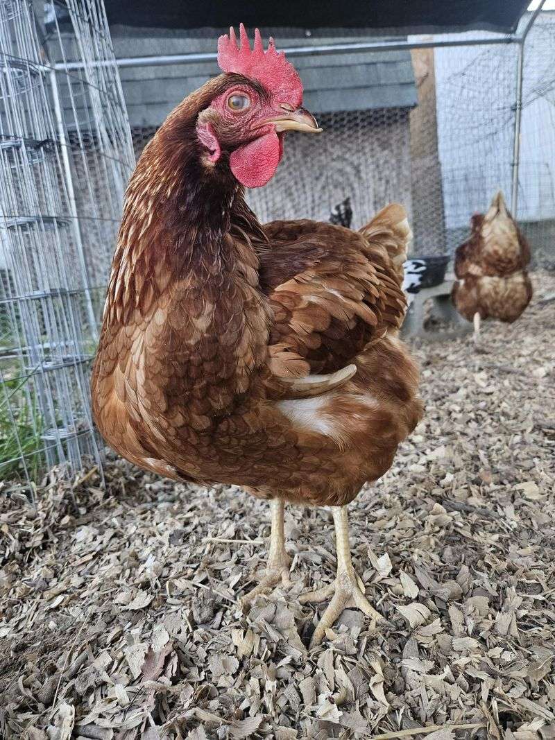 Backyard Chickens And Small Pets