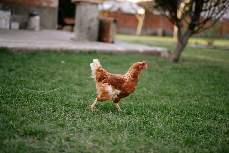 Backyard Chickens And Small Pets