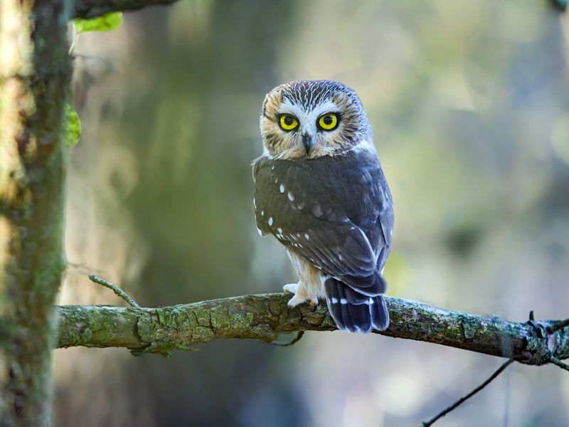 Backyard Habits That Help Tiny Owls