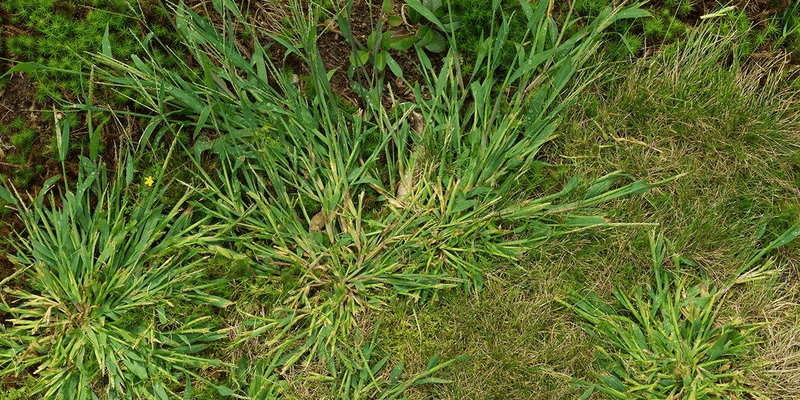 Badly Infested Lawns May Need New Sod
