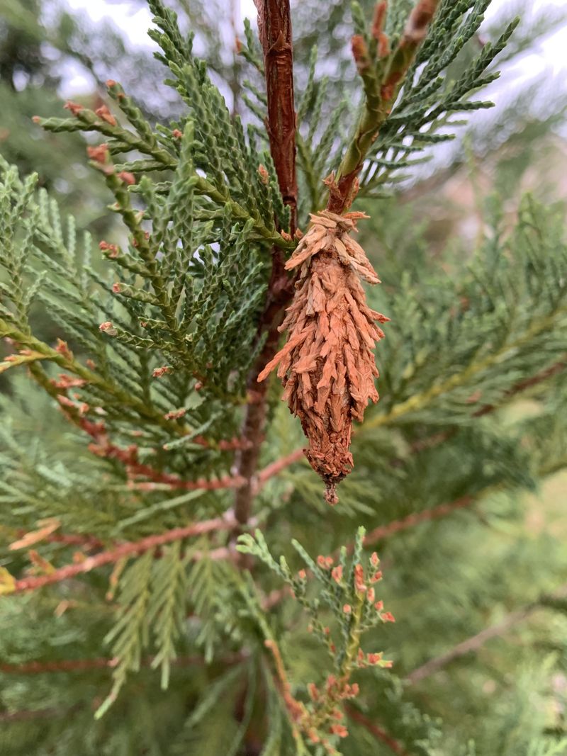Bagworm Cocoons Dangling From Evergreens Bagworm Cocoons Dangling From Evergreens