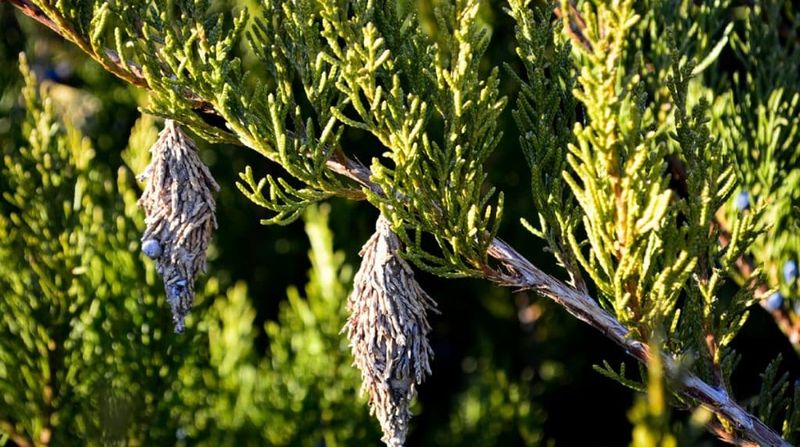 Bagworm Cocoons Dangling From Evergreens Bagworm Cocoons Dangling From Evergreens
