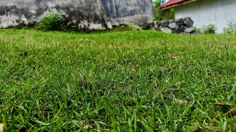 Bahiagrass And Centipedegrass Are The Common Seeded Choices Bahiagrass And Centipedegrass Are The Common Seeded Choices