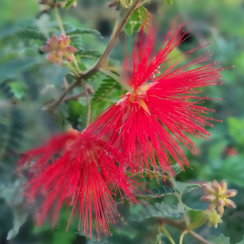 Baja Fairy Duster Baja Fairy Duster