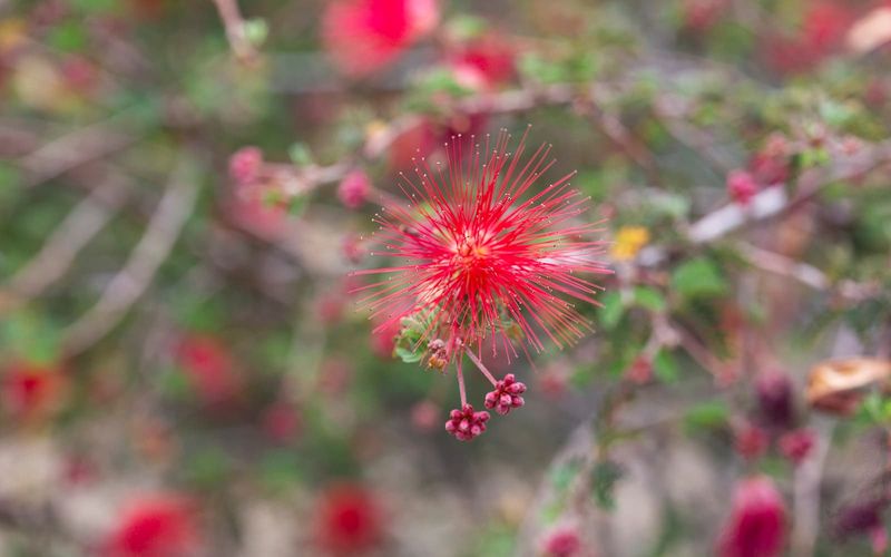 Baja Fairy Duster