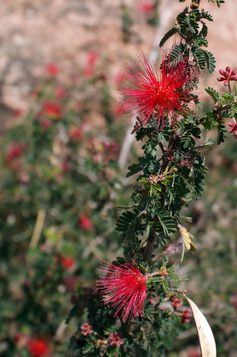 Baja Fairy Duster