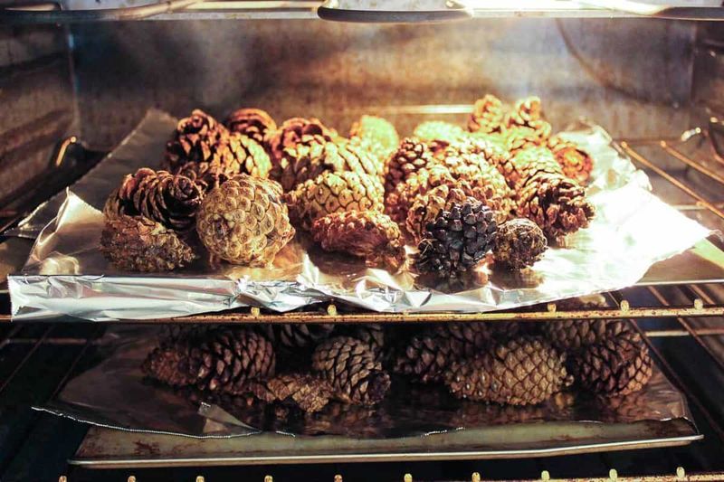 Bake Them First To Clear Out Hidden Bugs