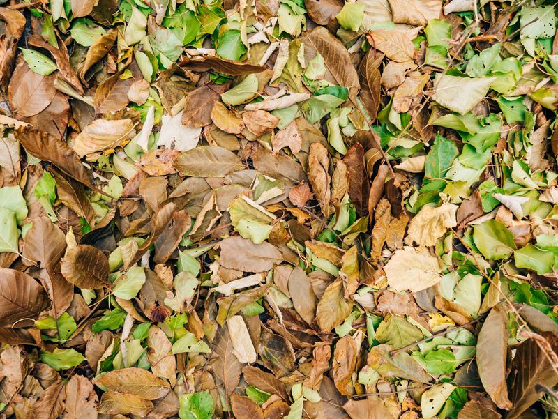 Balance Brown Leaves With Green Scraps