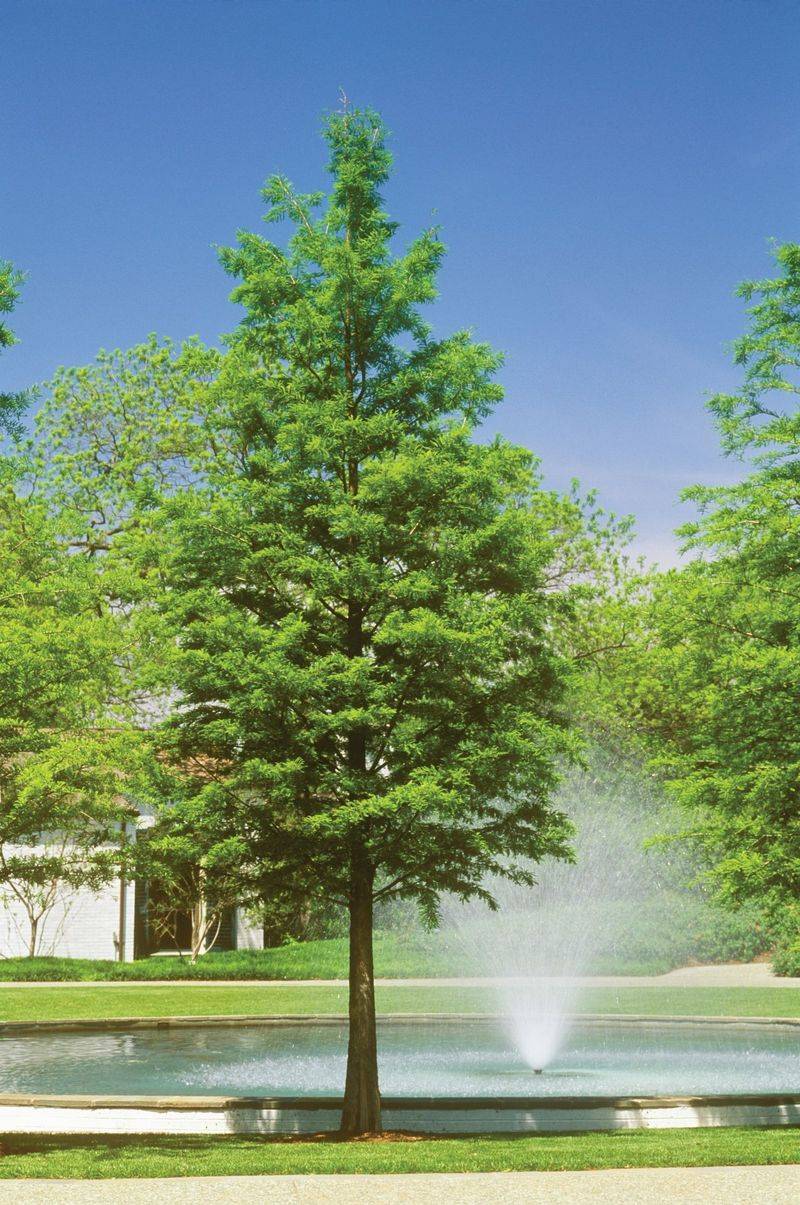 Bald Cypress Bald Cypress