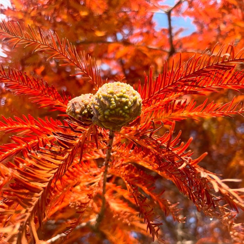 Bald Cypress Bald Cypress