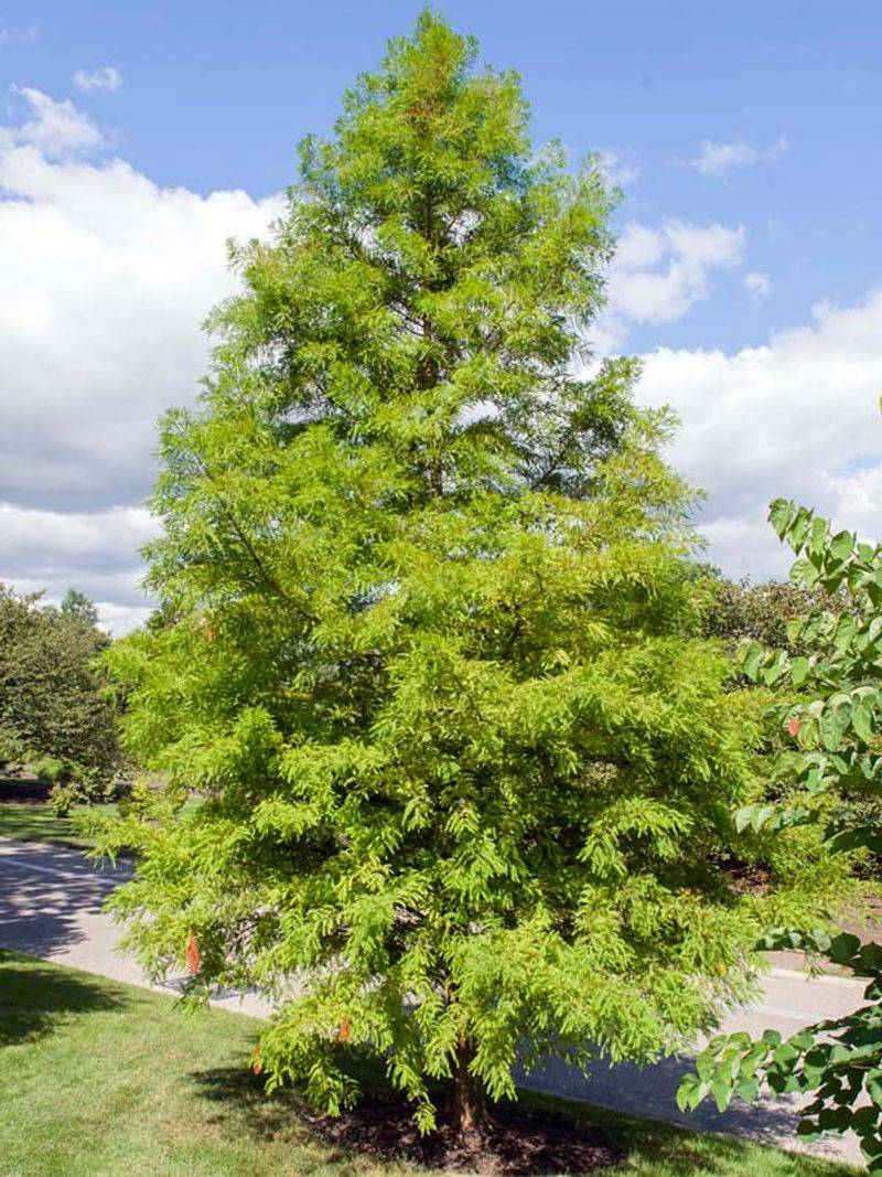 Bald Cypress Bald Cypress