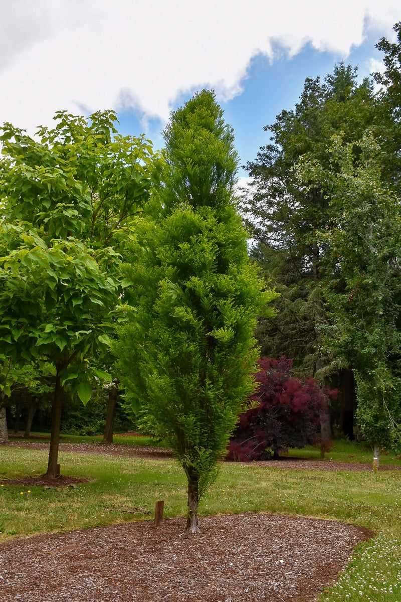 Bald Cypress Handles Moist And Wet Soil Bald Cypress Handles Moist And Wet Soil