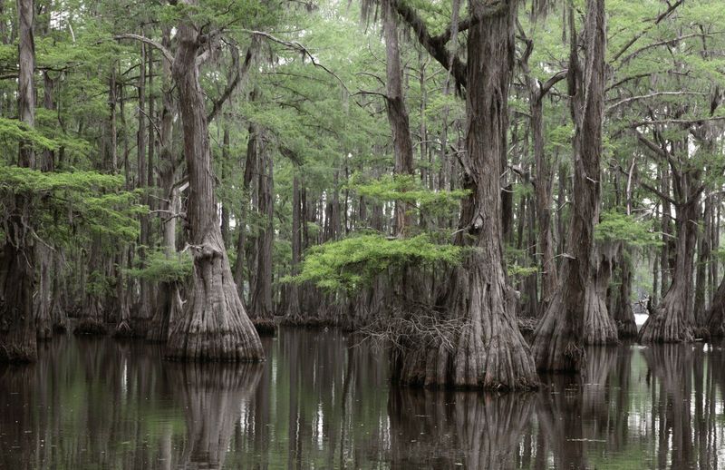 Bald Cypress Handles Wet Or Dry Ground Bald Cypress Handles Wet Or Dry Ground