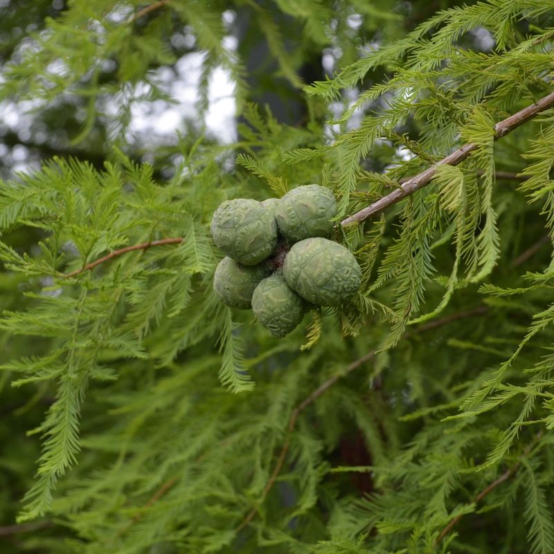 Bald Cypress Is A Conifer That Sheds Its Needles Every Year Bald Cypress Is A Conifer That Sheds Its Needles Every Year