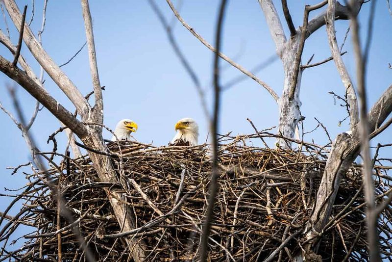Bald Eagle Nests In Tall Trees